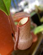 Nepenthes distillatoria 'purple'